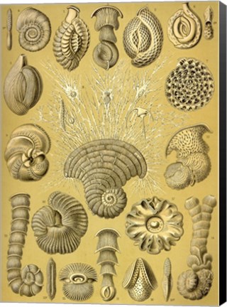 Framed Talamophora Print