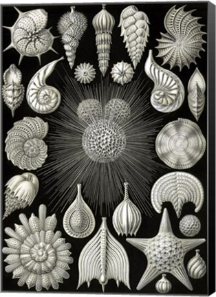 Framed Thalamophora Print