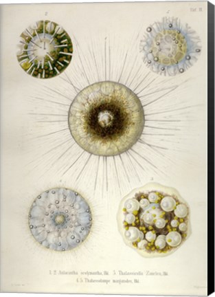 Framed Thalassicollida Print