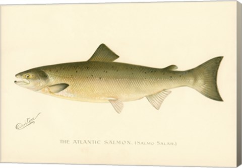 Framed Atlantic Salmon Print