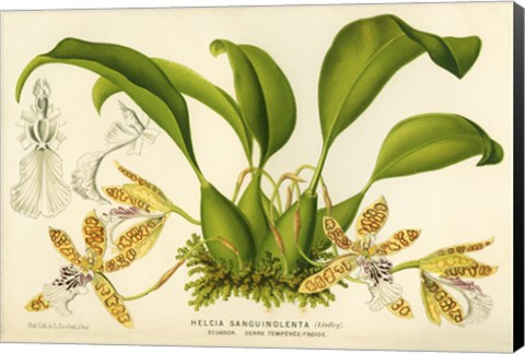 Framed Blood-Stained Helcia Print