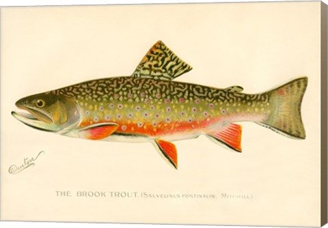 Framed Brook Trout Print