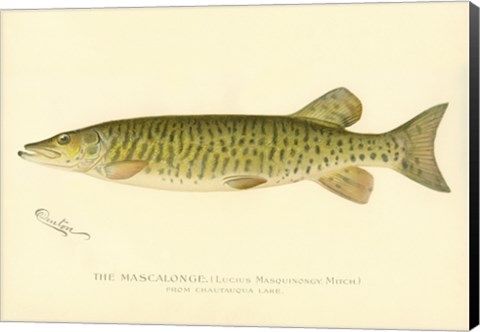 Framed Mascalonge Print