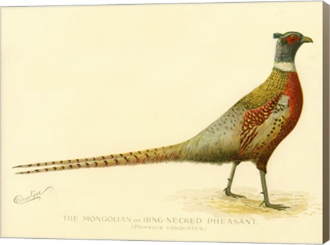 Framed Mongolian or Ring-Necked Pheasant Print