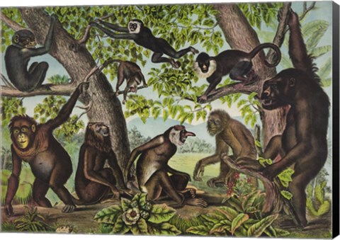Framed Monkeys Print