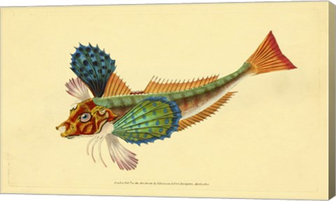 Framed Natural History of British Fishes - Plate 1 Print
