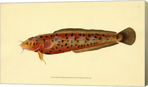 Framed Natural History of British Fishes - Plate 2 Print