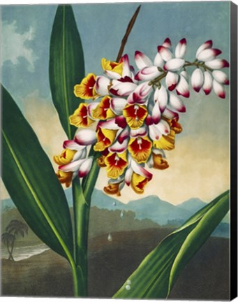 Framed Nodding Renealmia Print