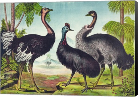 Framed Ostrich Print