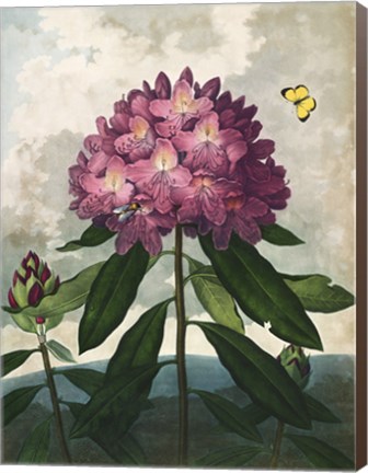 Framed Pontic Rhododendron Print