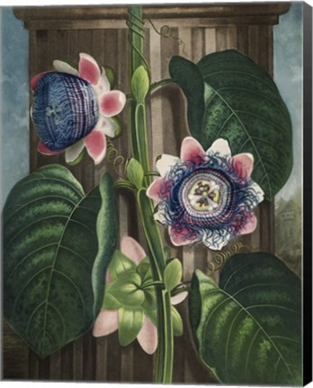 Framed Quadrangular Passion-Flower Print