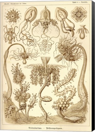 Framed Tubulariae - Scheiben-Strahlinge - Heliodiscus Print