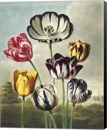 Framed Tulips from the The Temple of Flora Print