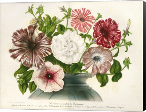 Framed Varietes Nouvelles de Petunias Print