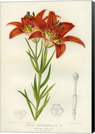 Framed Western Red Lily Print
