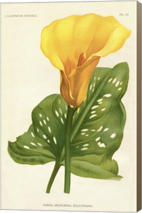 Framed Yellow Canna Lily Print