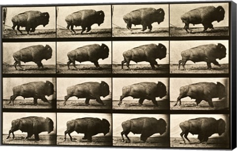 Framed Buffalo Running, Animal Locomotion Plate 700 Print