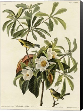 Framed Bachmans Warbler Print