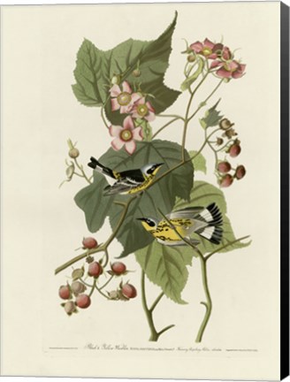 Framed Black And Yellow Warblers Print