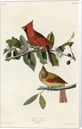 Framed Cardinal Grosbeak Print