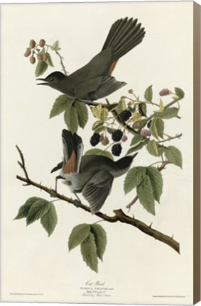 Framed Catbird Print