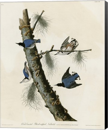 Framed Whitebreasted Black Capped Nuthatch Print