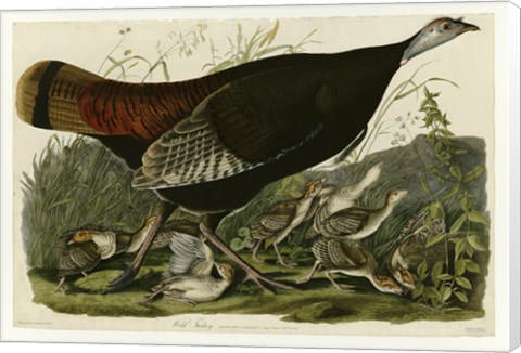 Framed Wild Turkey Print