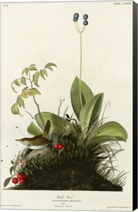 Framed Wood Wren Print