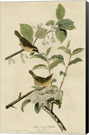 Framed Yellowbreasted Warbler Print