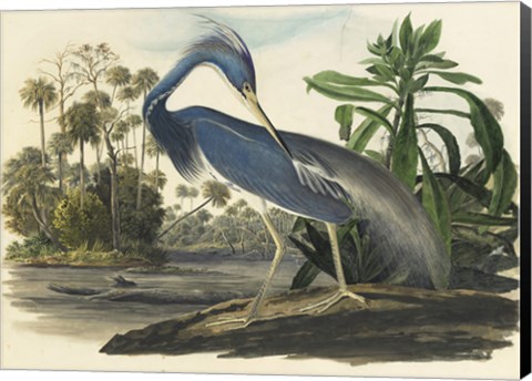 Framed Blue Heron Print