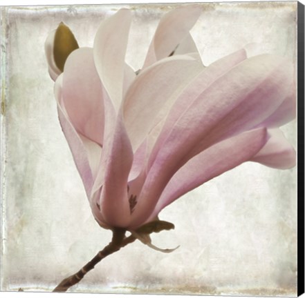 Framed Petal Purity I Print