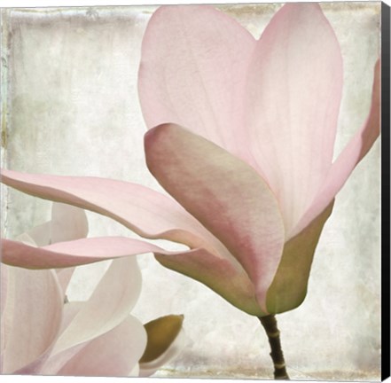 Framed Petal Purity II Print