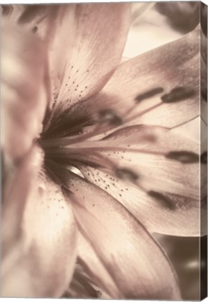 Framed Alabaster Pink Print