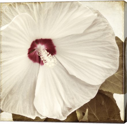 Framed Alabaster Hibiscus Print