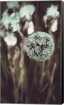 Framed Allium Mint Print