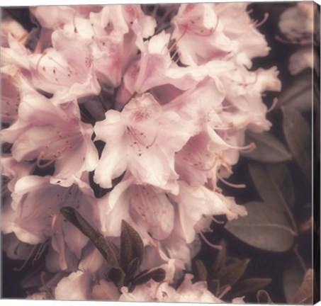 Framed Antique Pink Print