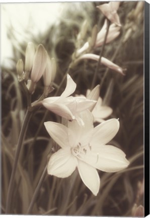 Framed Day Lillies Print