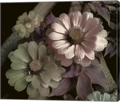 Framed Delicato Print