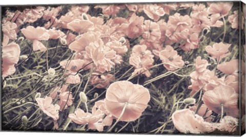 Framed Ginger Poppies Print