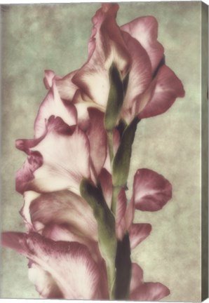 Framed Gladiola Print