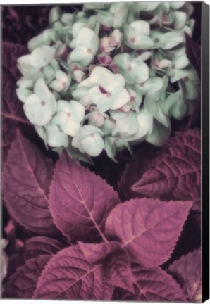 Framed Hydrangea Print