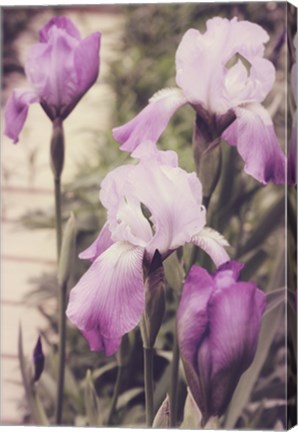 Framed Irises Print