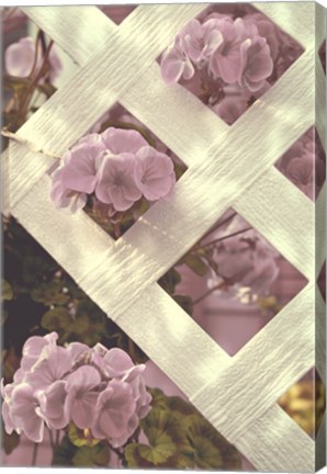 Framed Lattice Print