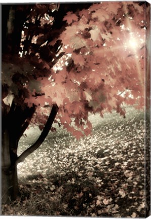 Framed October Ginger Print