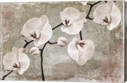 Framed Orchids Print