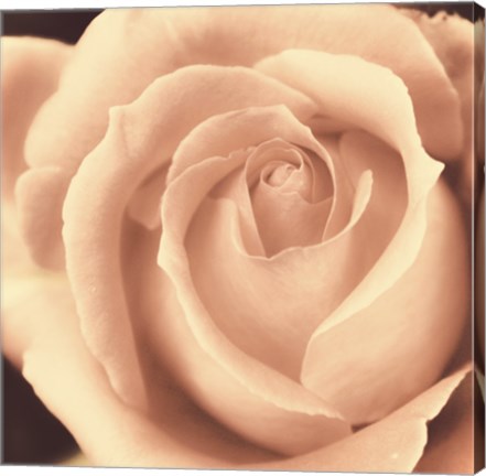 Framed Peach Rose Print