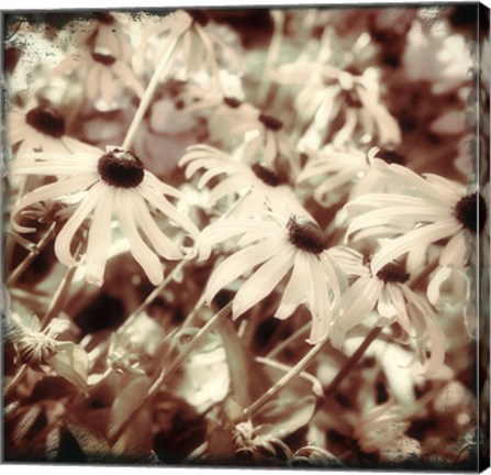 Framed To the Sun Print