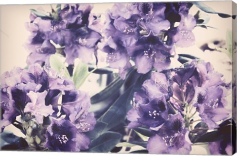 Framed Violet Remembers Print