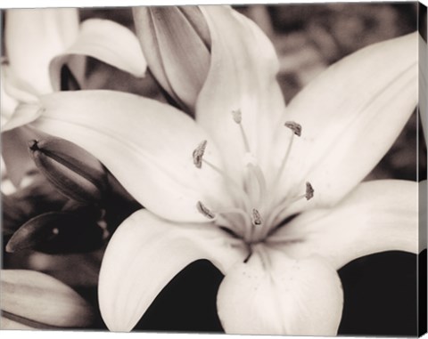 Framed White Stargazer Print