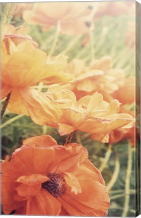 Framed Yesterdays Poppies Print